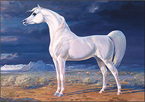 Arabian_Horse_Standard_wv-Border